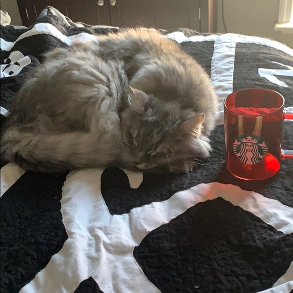 Starbucks cup collection NOT FOR SALE! (1-29-2021) - Picture 10 of 10